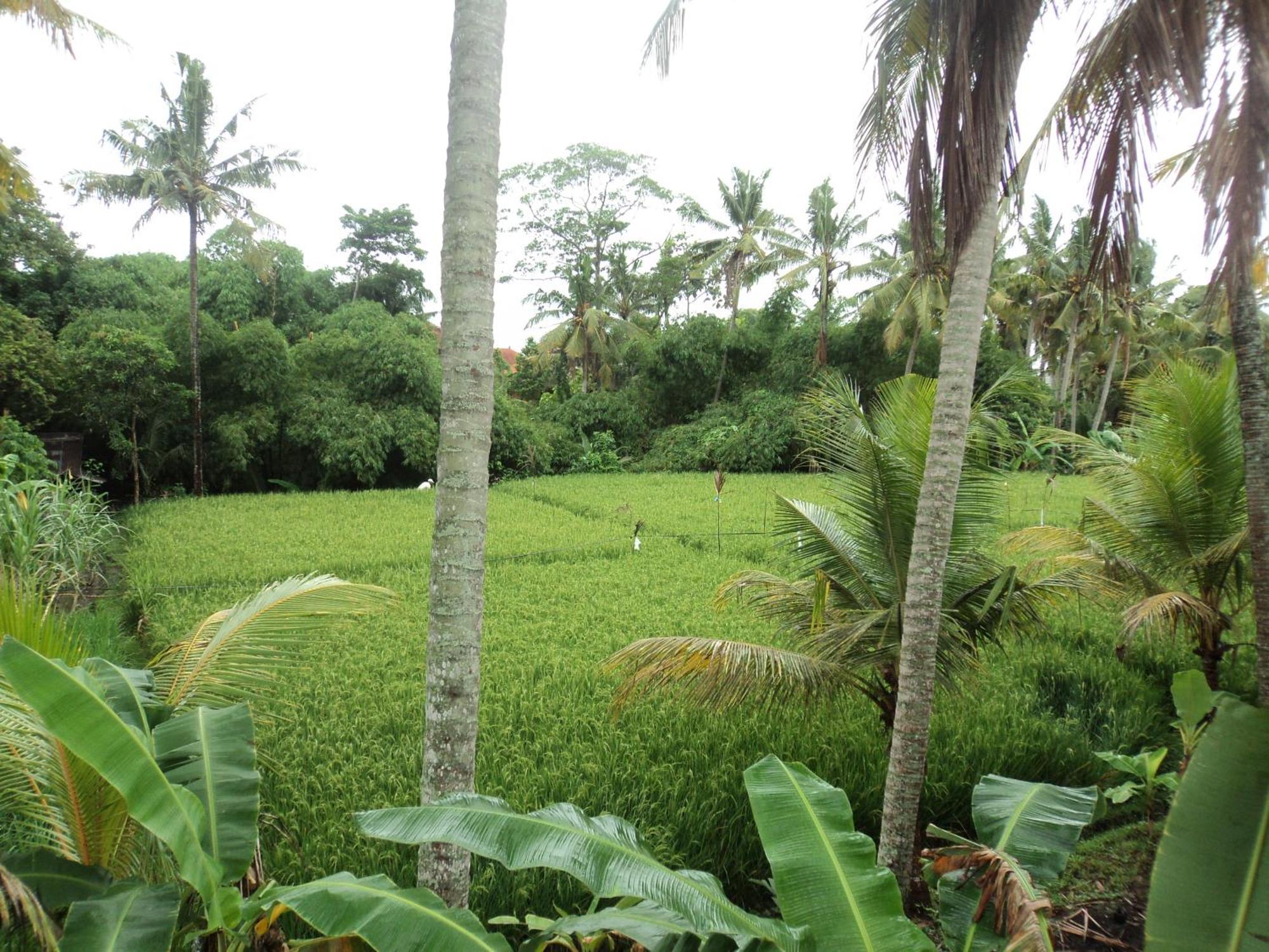 Villa Bhuana Alit Ubud Rum bild