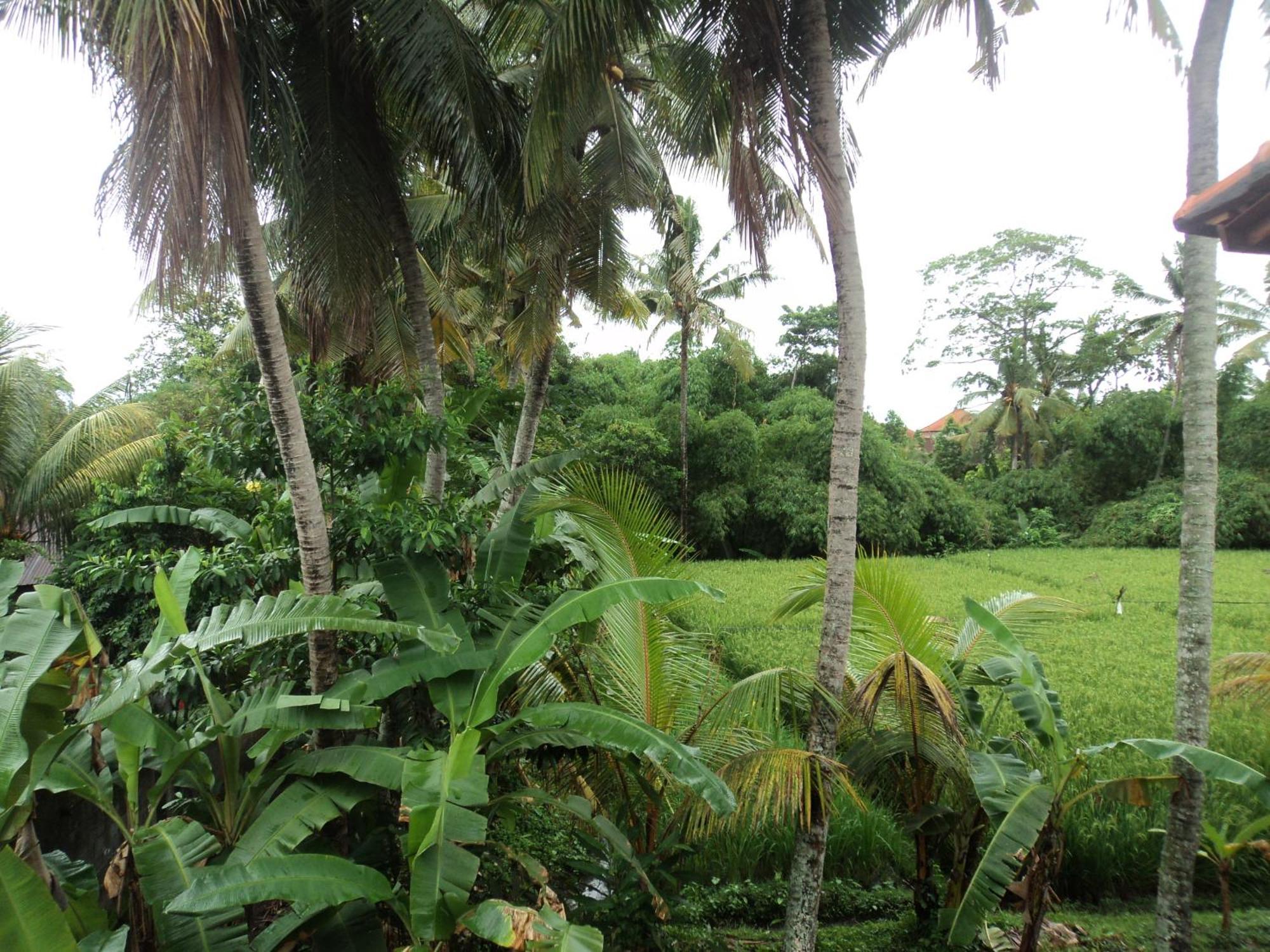 Villa Bhuana Alit Ubud Rum bild