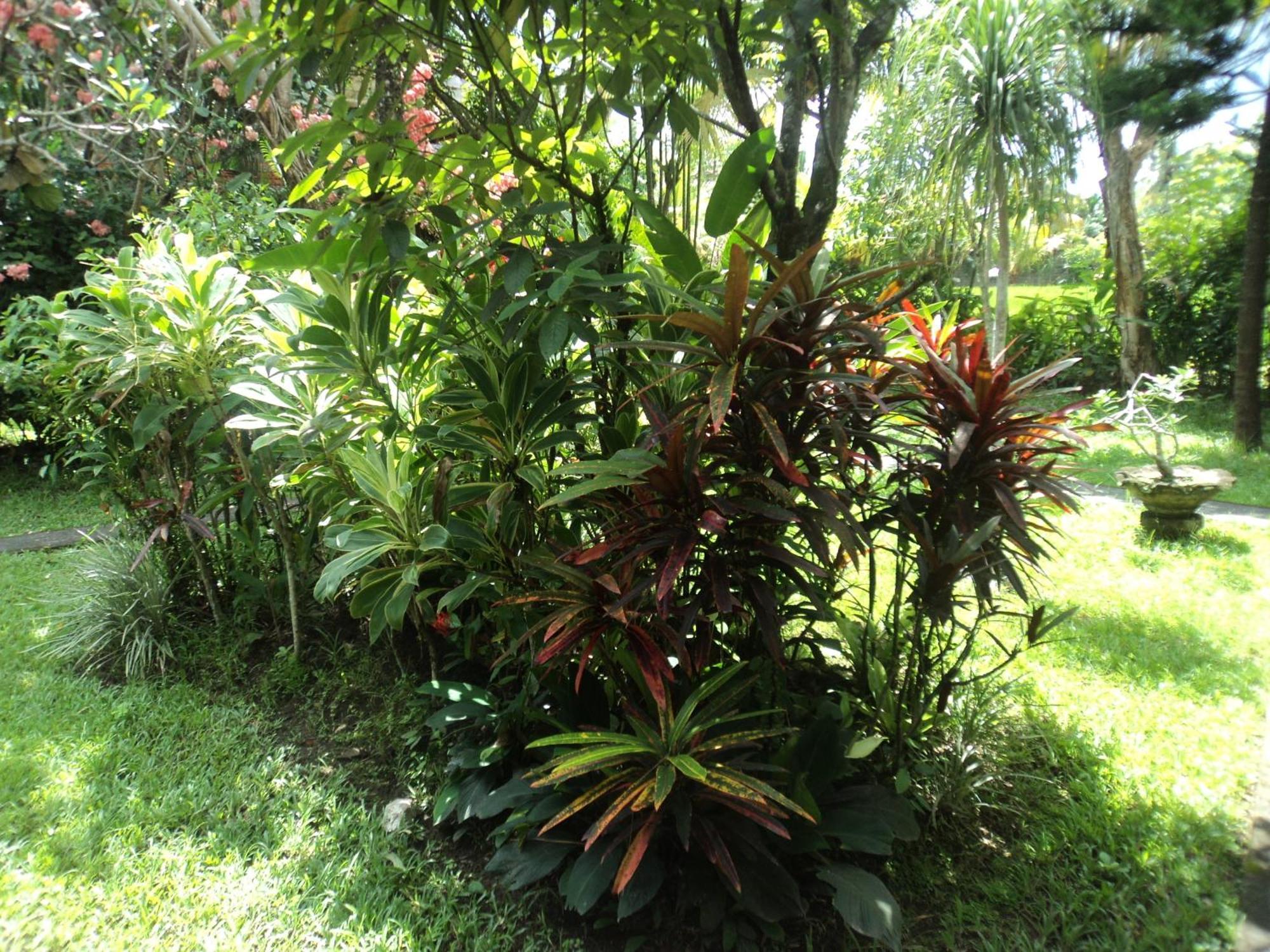 Villa Bhuana Alit Ubud Rum bild